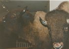 1997-10 0450  Buffalo Bill Historical Center in Cody, WY